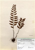 藏品(大蓬萊鐵角蕨)的圖片